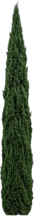 Italian Cypress