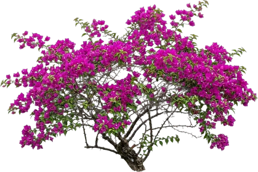 Magenta Bougainvillea