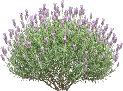 French Lavender