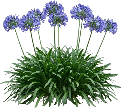 Agapanthus